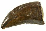 Serrated, Dromaeosaurid Theropod (Acheroraptor) Tooth - Montana #339020-1